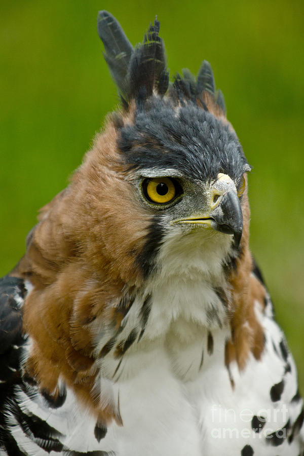 Ornate Hawk Eagle Photograph by Danté Fenolio - Fine Art America