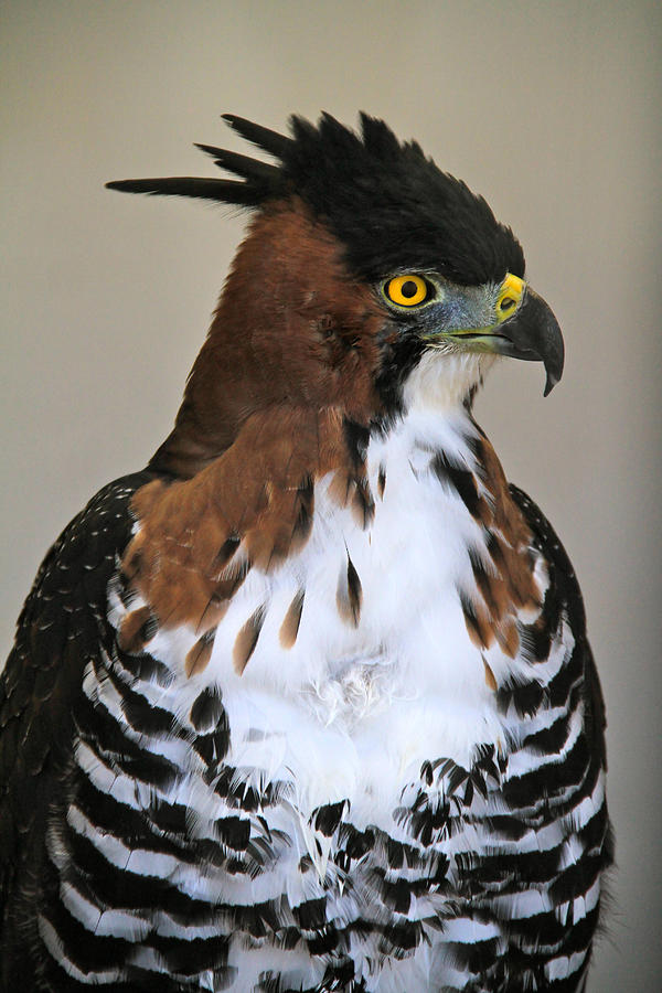 Ornate Hawk-Eagle Photograph by Ed Riche