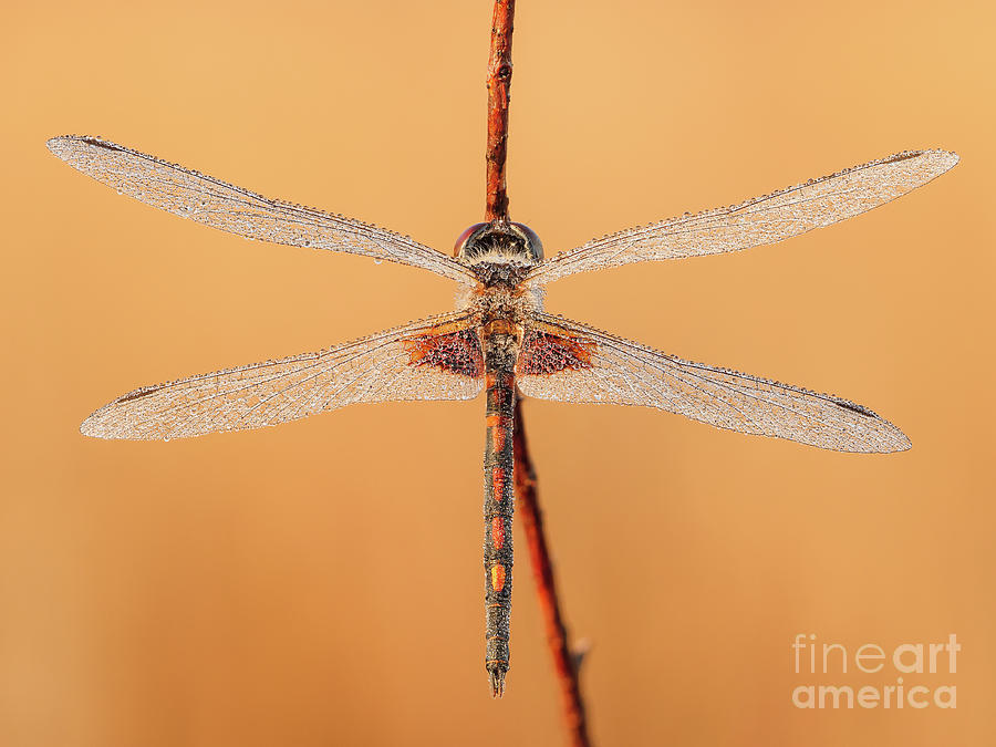 Ornate Pennant Dragonfly I Photograph by Clarence Holmes