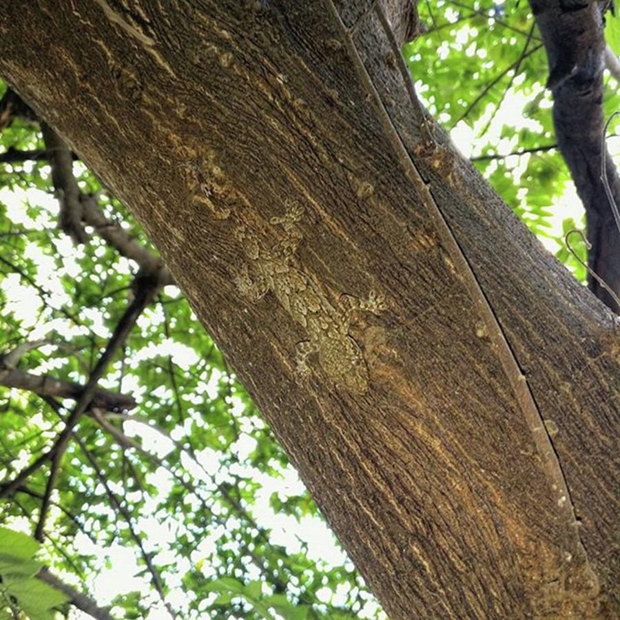 Ornate Tree Lizard 🦎
#oneplus3 Photograph by Arun Kumar V