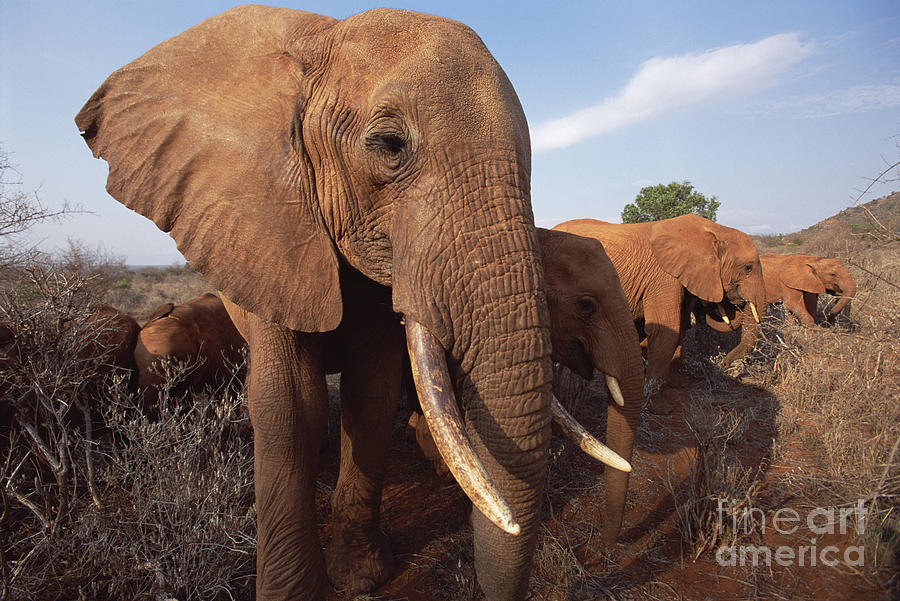 Orphaned Elephant Called Dika Photograph by Gerry Ellis