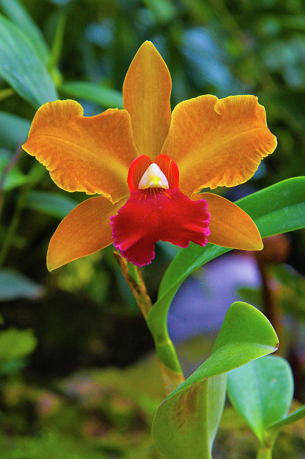 Orquidea de Quito Photograph by Ecuador Images - Fine Art America