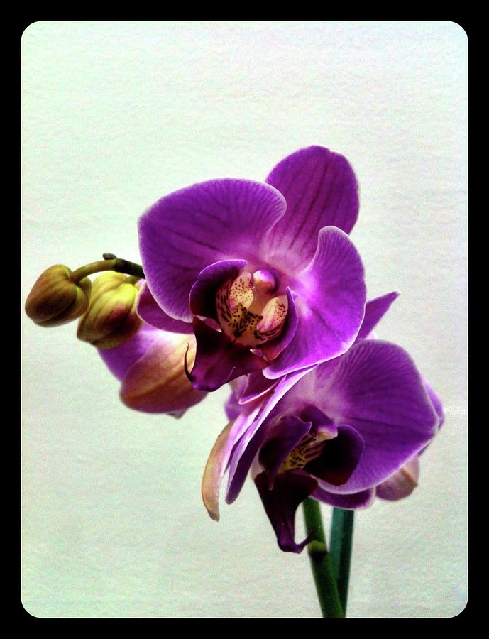 Flower Photograph - Orquidias by Adrissabel