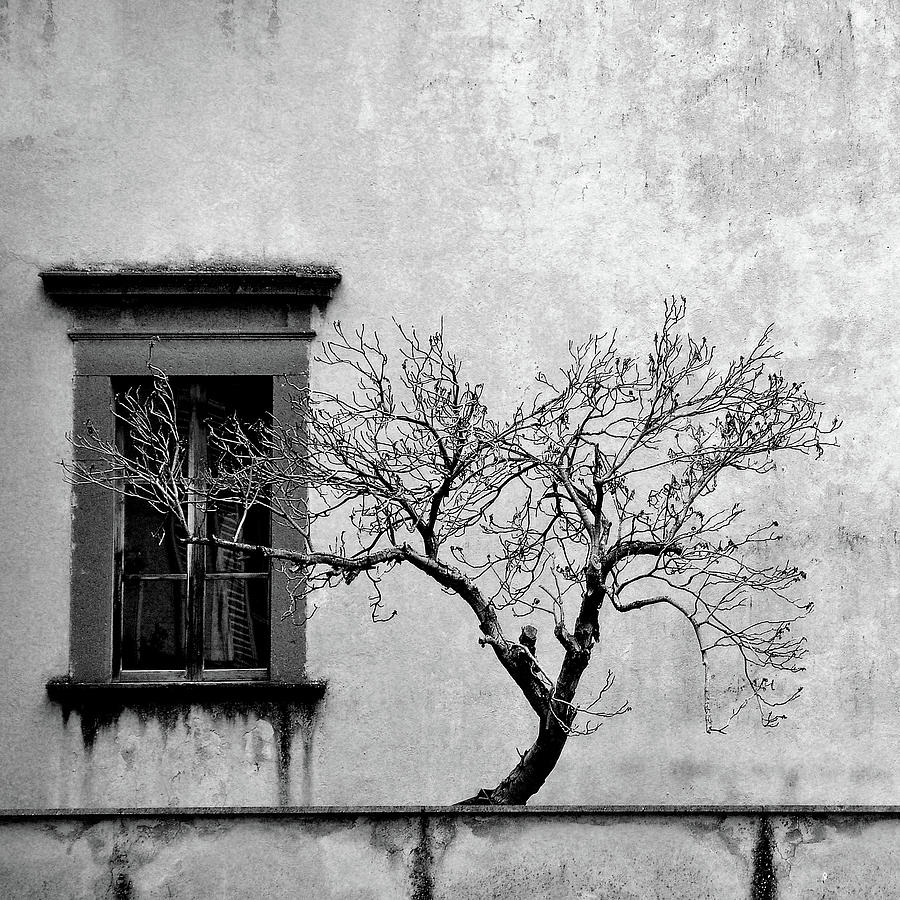 Orvieto Tree No.2 Photograph
