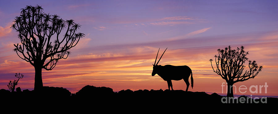 Oryx and Quiver Trees at sunset Photograph by Warren Photographic