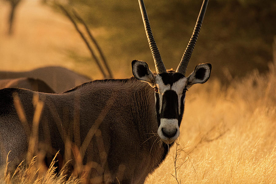 Gene oryx ню фото