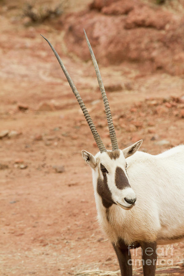 Oryx headshot  Photograph by Ruth Jolly