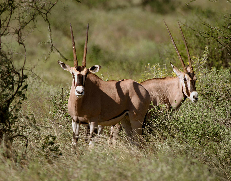 Oryx in Samburu  Photograph by Joseph G Holland