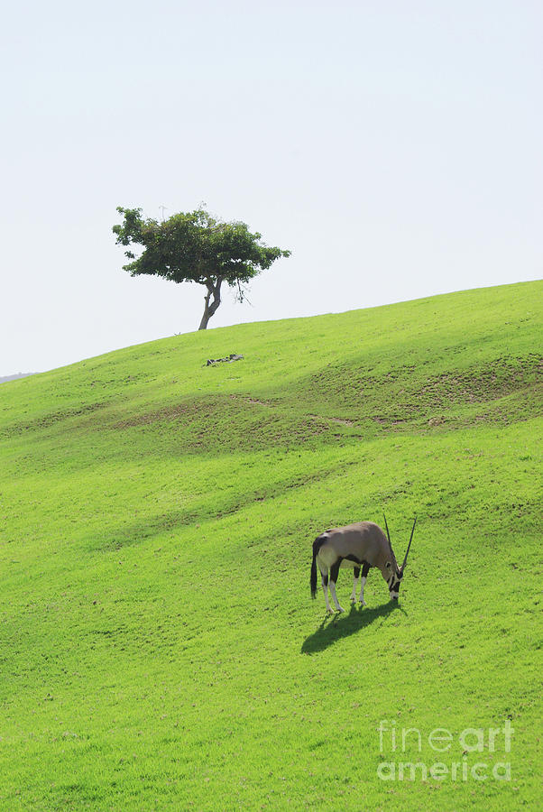 Oryx on Hill Photograph by Jim And Emily Bush