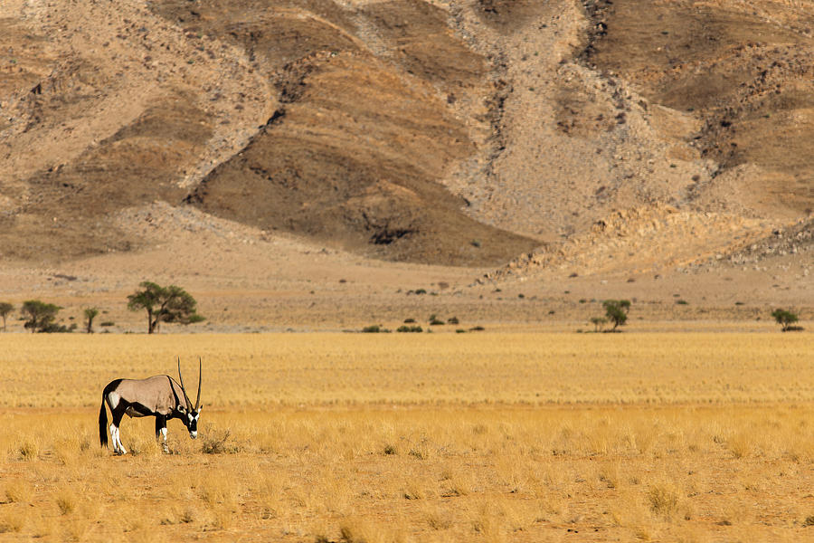 Oryx Photograph - Oryx view by Schalk Lombard