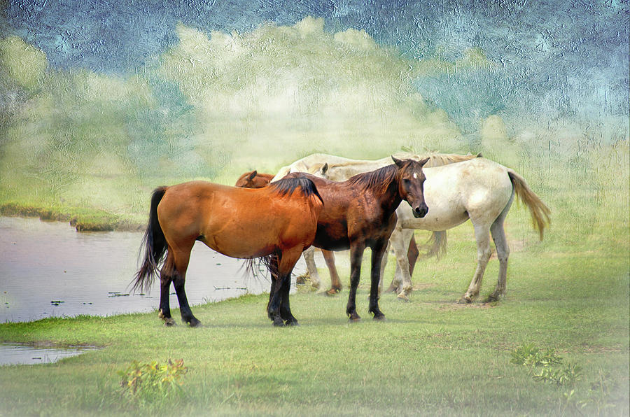Osage Horses Photograph by Jolynn Reed
