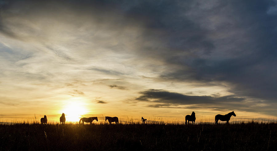 Osage Horses Photograph by Hillis Creative