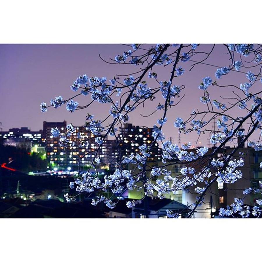 Cherryblossom Photograph - Osaka

#yakei_luv #ptk_night by Megumi Nakamoto
