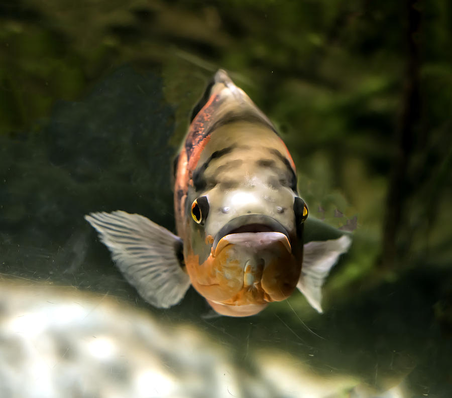 Oscar Fish Portrait Photograph by William Bitman