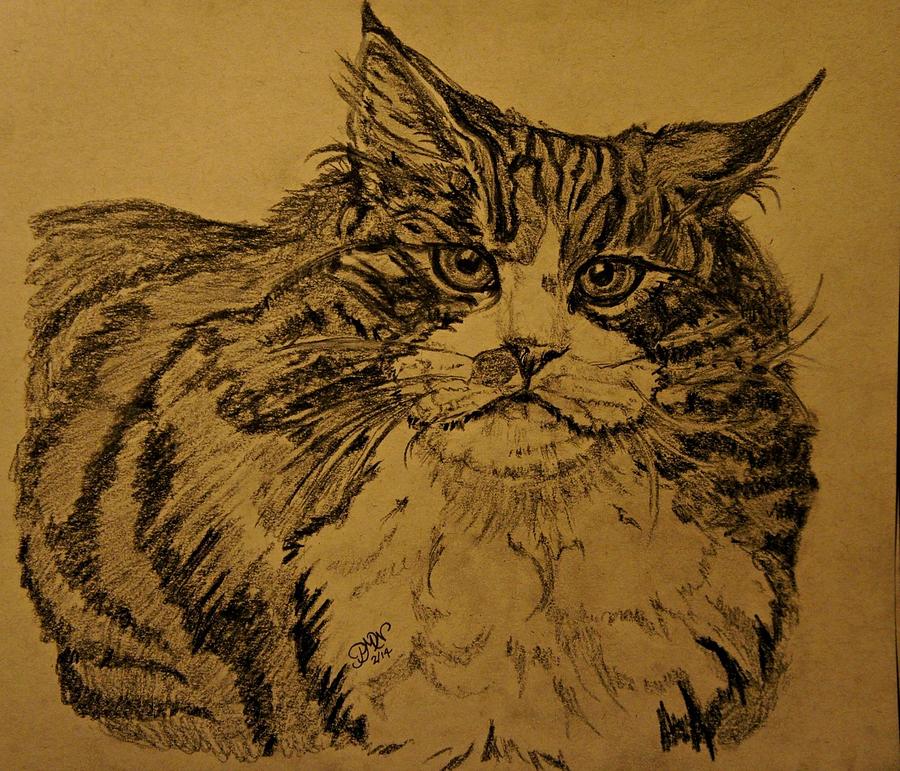 Oscar Drawing by Patricia Wilt - Fine Art America