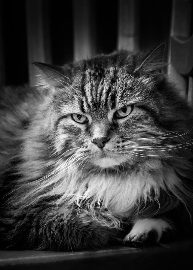 Oscar the Cat Photograph by Joni Eskridge
