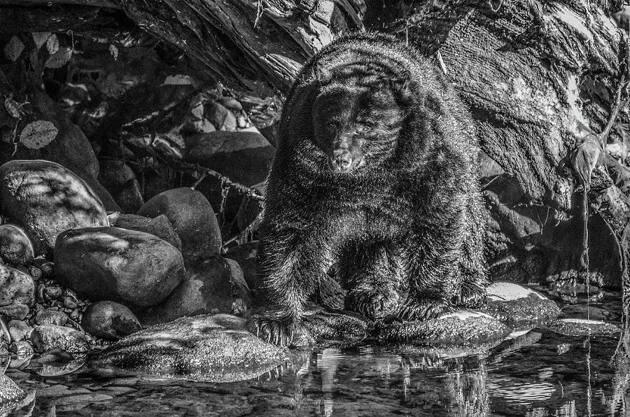 Oservant Black Bear  Photograph by Roxy Hurtubise