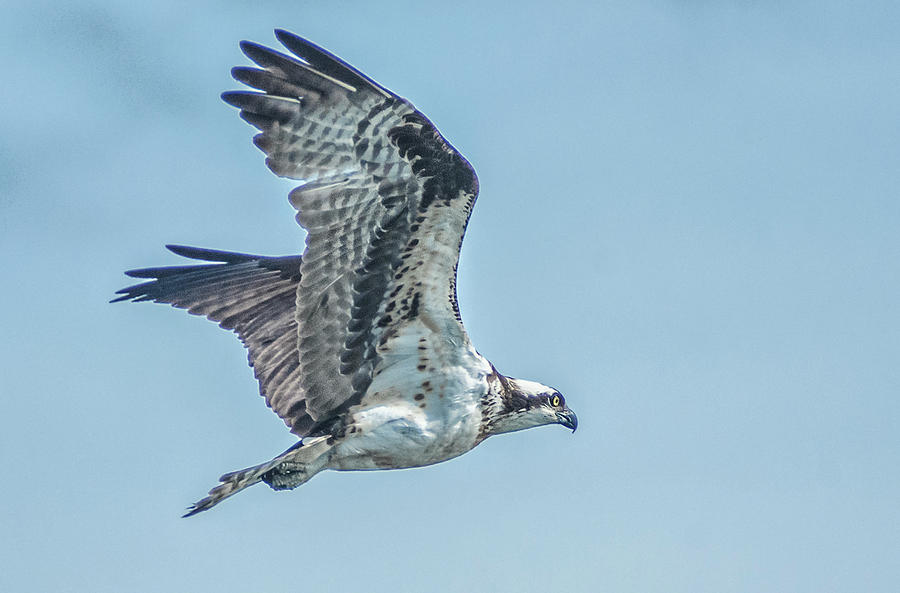 Ospery in flight Photograph by Rick Mosher