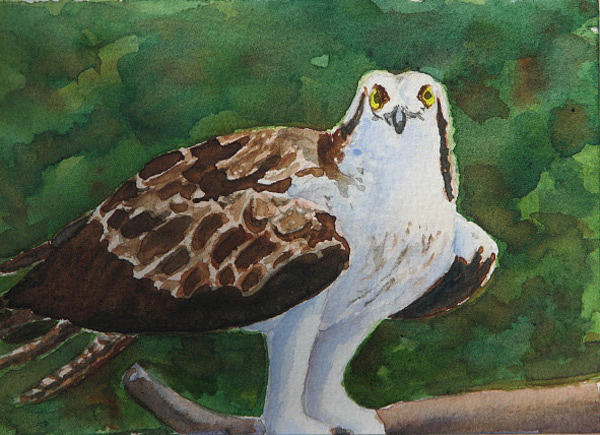 Osprey Painting - Osprey - Miniature by Libby  Cagle