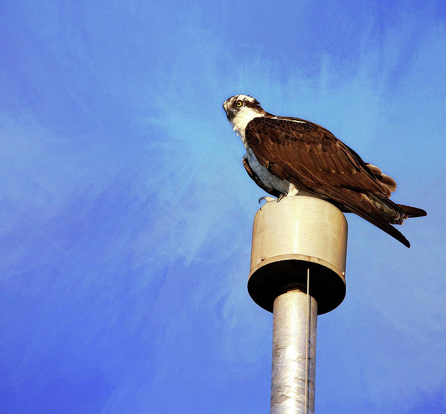 Osprey 1 Photograph by Judy Vincent
