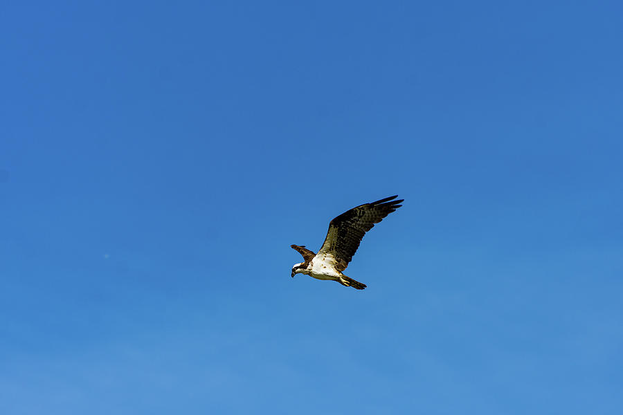Osprey 2 Photograph by Douglas Killourie