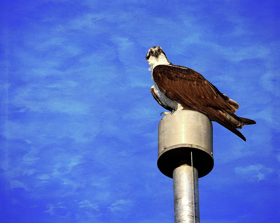 Osprey 2 Photograph by Judy Vincent