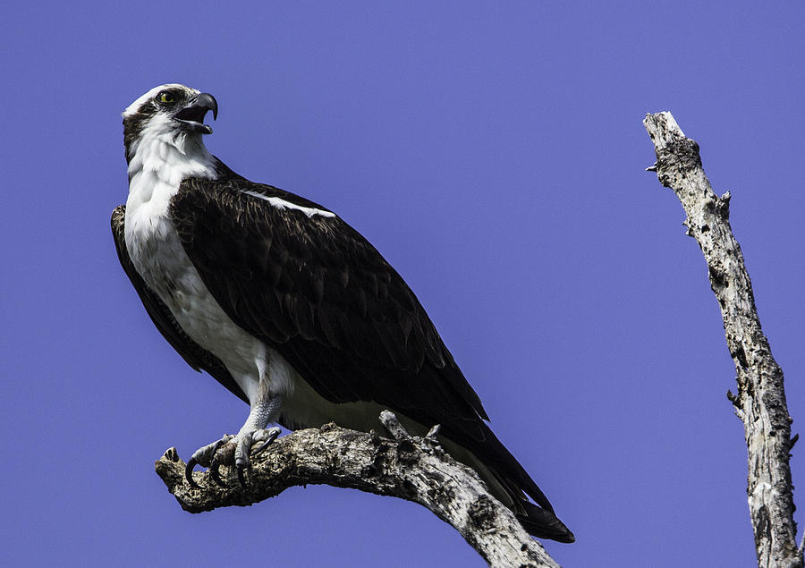 Osprey 2 Photograph by Marie Elise Mathieu - Pixels