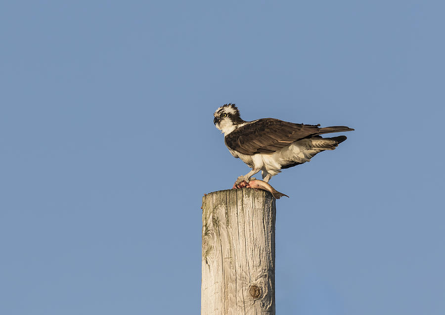 Osprey 2016-3 Photograph by Thomas Young
