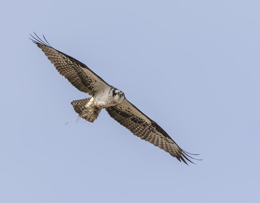 Osprey 2016-4 Photograph by Thomas Young