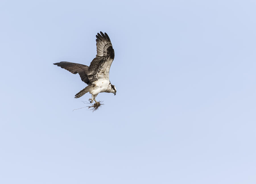Osprey 2016-6 Photograph by Thomas Young
