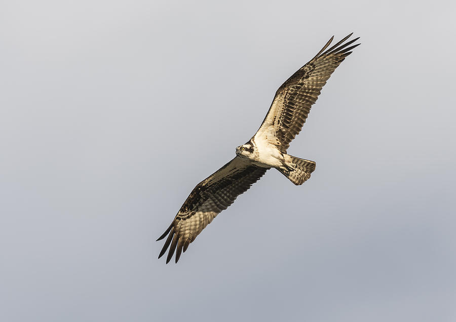 Osprey 2016-7 Photograph by Thomas Young