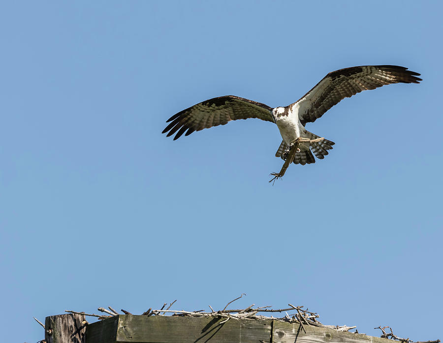 Osprey 2016-8 Photograph by Thomas Young