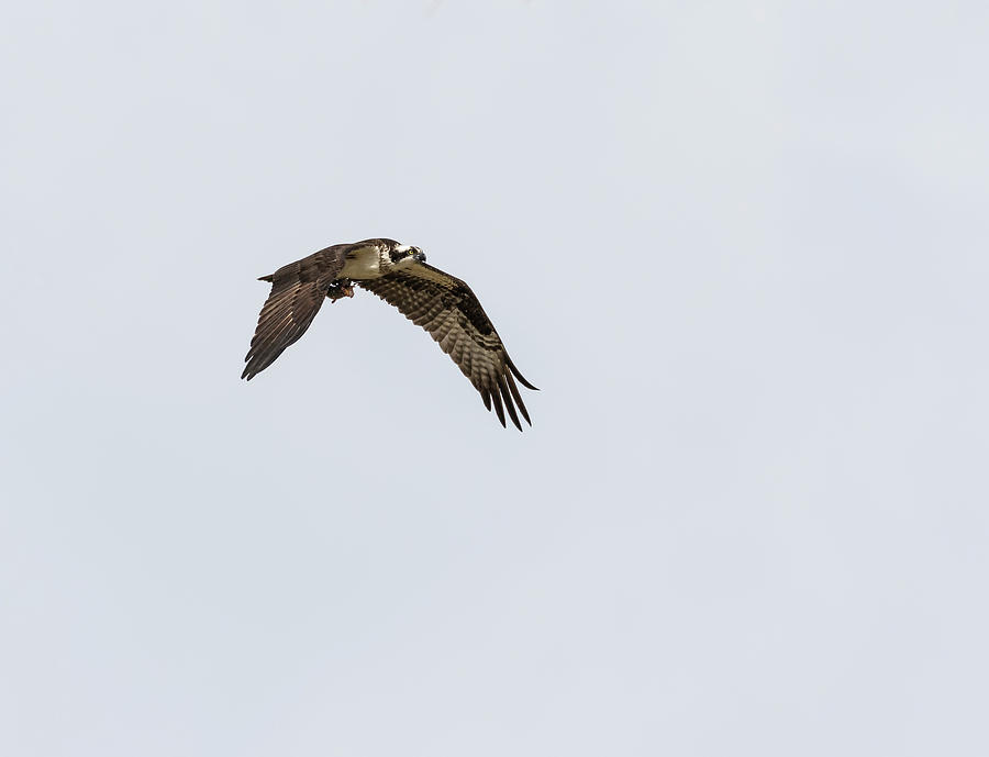 Osprey 2017-2 Photograph by Thomas Young