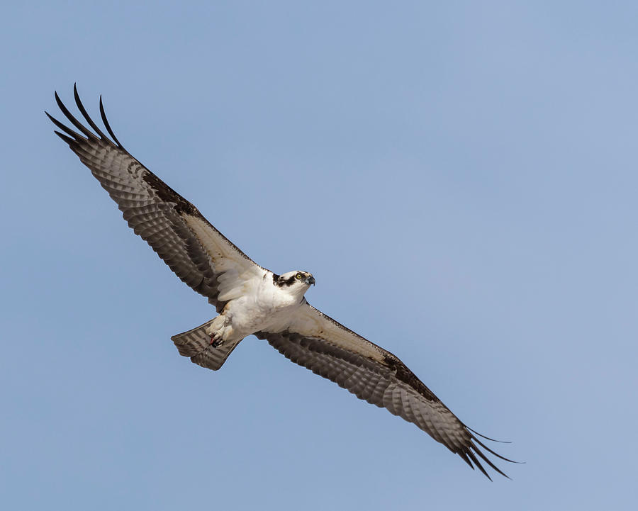 Osprey 2018-1 Photograph by Thomas Young