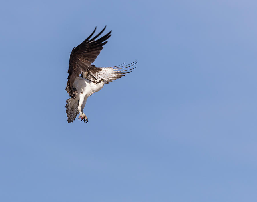 Osprey 2018-2 Photograph by Thomas Young