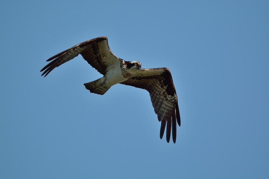 Osprey Photograph by David Porteus