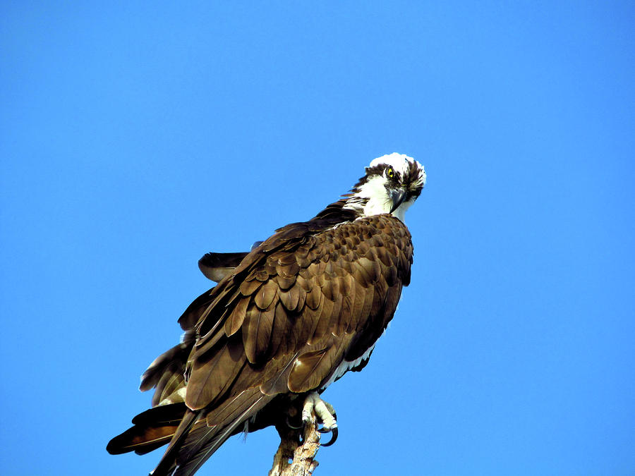 Osprey 3 Photograph by John Trommer - Fine Art America