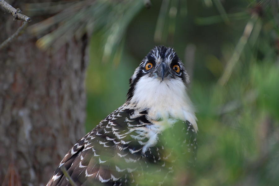 Osprey 34 Photograph by Joyce StJames | Fine Art America