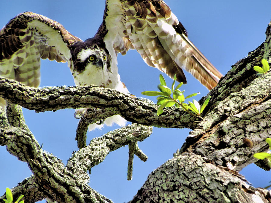 Animal Photograph - Osprey 4 by John Trommer