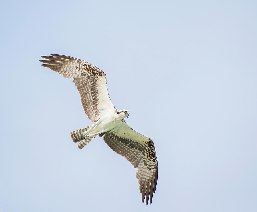 osprey 5