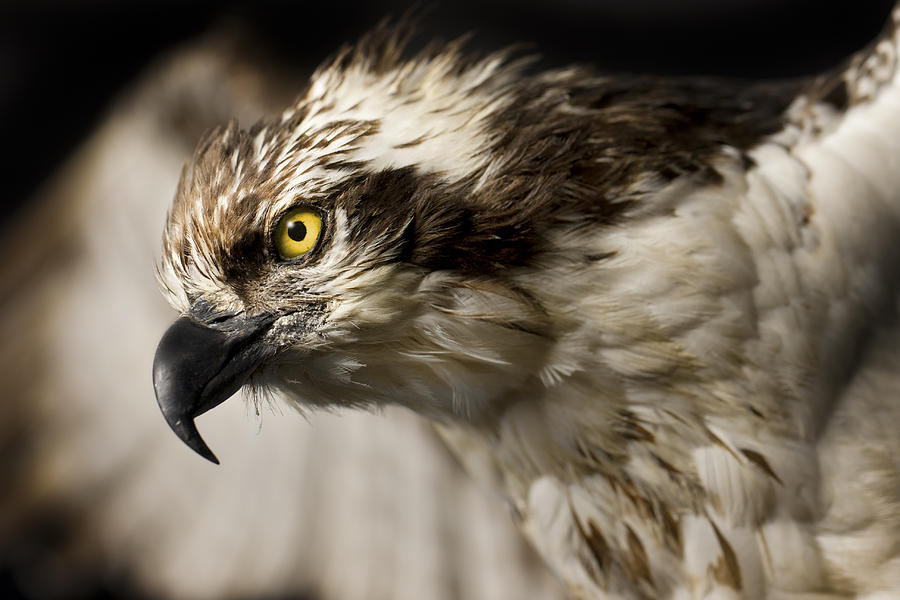 Animal Photograph - Osprey by Adam Romanowicz