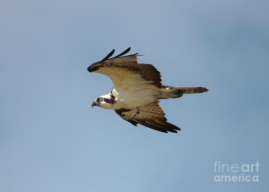 Osprey Against Blue Sky Photograph by Carol Groenen