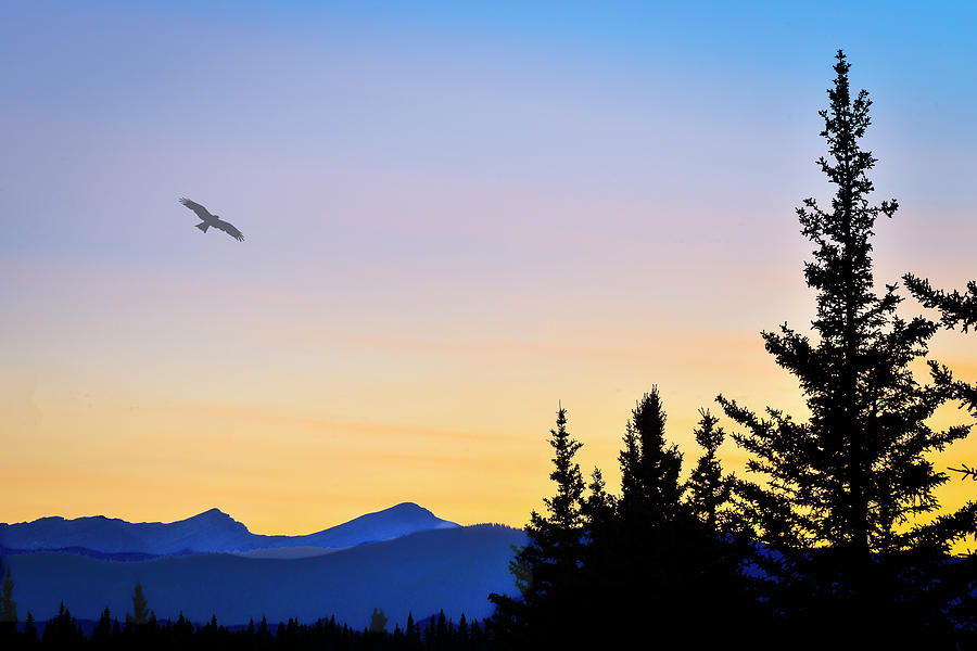 Mountain Photograph - Osprey Against The Sunset by Phil And Karen Rispin