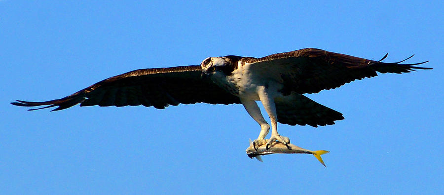 Osprey and catch vertical Photograph by David Lee Thompson