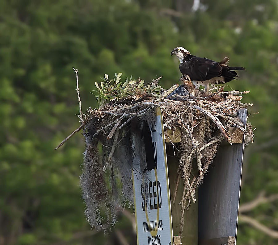 Osprey and Chicks in Nest Photograph by Richard Goldman