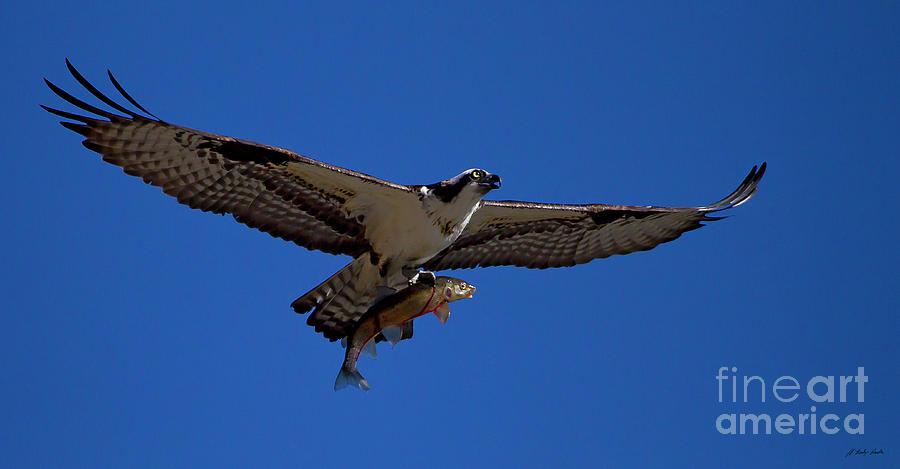 Osprey And Cut Throat Trout-Signed- #5070 Photograph by J L Woody Wooden