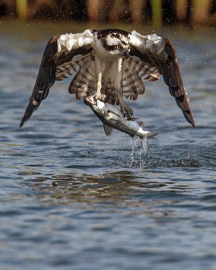 osprey with fish