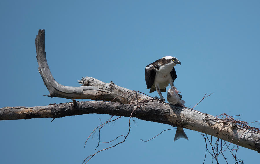 Osprey and Fish Photograph by Jack Nevitt