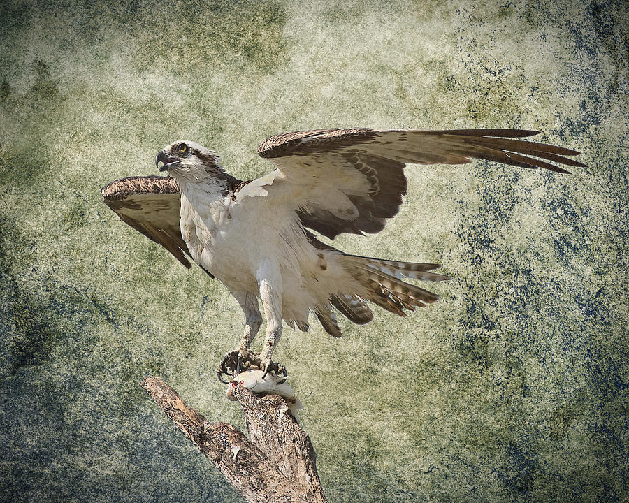 Osprey Photograph - Osprey and prey by Rudy Umans