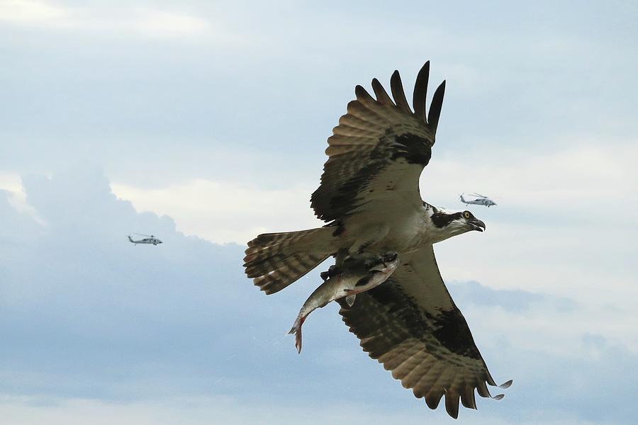 Osprey and the Helos Photograph by Ola Allen